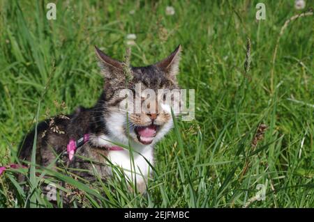 Blind cat eating grass Stock Photo