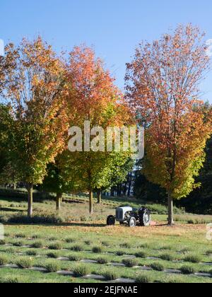 Tractor and trees in lavender field, Wanaka, Queenstown-Lakes District, Otago, South Island, New Zealand