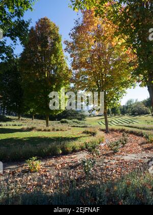Trees in lavender field, Wanaka, Queenstown-Lakes District, Otago, South Island, New Zealand