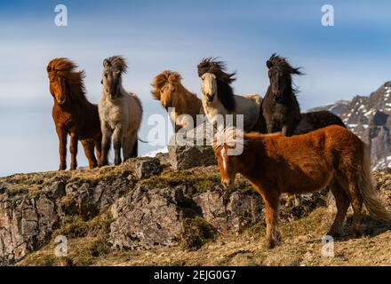 Icelandic horses. The Icelandic horse is a breed of horse created in Iceland Stock Photo