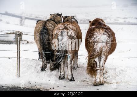 Icelandic horses. The Icelandic horse is a breed of horse created in Iceland Stock Photo