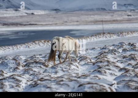 Icelandic horses. The Icelandic horse is a breed of horse created in Iceland Stock Photo