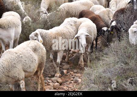Sheep grazing in the bush on a rural path. Term of Los Agudos, Calahorra. Stock Photo