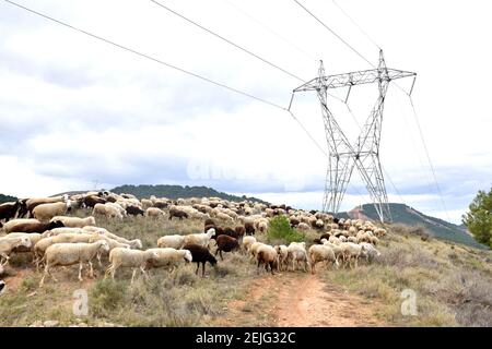 Sheep grazing in the bush of a high voltage power line to avoid mechanical clearing and pruning. Term of Los Agudos, Calahorra. Stock Photo