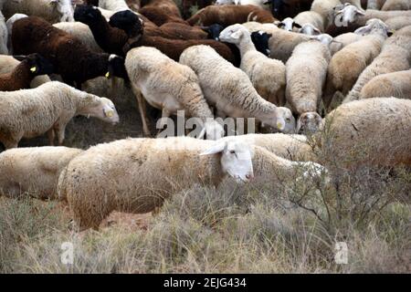 Sheep grazing on mountain slope. District of Los Agudos, Calahorra. Stock Photo