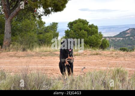 Sheepdog of the Border Collie breed carefully watching over the flock of sheep. District of Los Agudos, Calahorra, La Rioja. Stock Photo