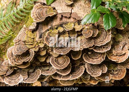 Fungus growing on fallen tree in rainforest Stock Photo