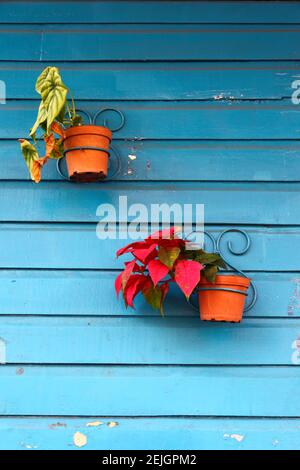 Poinsettia pot plant (Euphorbia pulcherrima) on blue painted timber wall of house, Boquete, Chiriqui, Panama Stock Photo