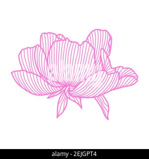 Illustration of linear peony. Stock Vector