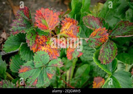 Sick strawberry bushes. Fungal diseases of strawberry leaves. Rust, brown leaf spot, Verticillium wilt. Stock Photo