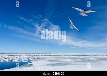 Coast of the Baltic Sea during when the ice at sea breaks up. Berries of ice on the shore. Arctic tern, Sterna Paradisaea. Stock Photo