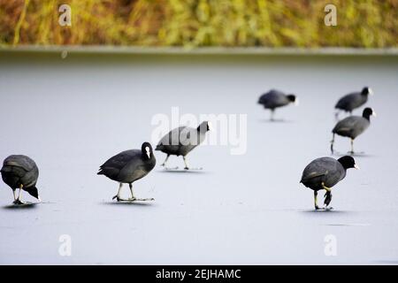 Coots run on a frozen pond. Ice surface on a lake with waterfowl in winter. Stock Photo