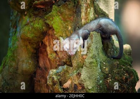 Close up, Stone Marten, Martes foina, juvenile tiny predator of spruce forest, climbing at old tree. Animal in captivity. Close up photo, blurred natu Stock Photo