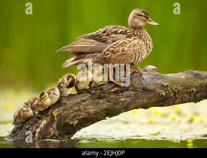 Gadwall duck, Anas strepera. Female with group of chicks standing in row on old trunk over yellow flowering water. Spring in nature theme. Stock Photo