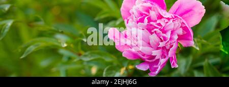 Georgeous peony in a full bloom.Garden peony. Pink peony bud in greenery. Gardening concept.beautiful gently pink-white terry peony flower blooming in Stock Photo