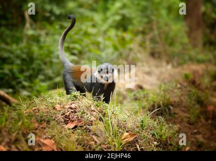 L'Hoest's monkey, Allochrocebus lhoesti, mountain monkey in mountainous forest of Bwindi Impenetrable Forest, looking at camera. Vulnerbale species. D Stock Photo