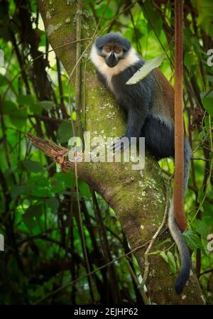 Vertical photo of L'Hoest's monkey, Allochrocebus lhoesti, mountain monkey on tree in dense, mountainous Bwindi Impenetrable Forest. Wildlife photogra Stock Photo