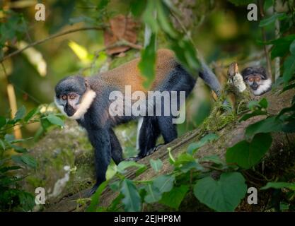 L'Hoest's monkey, Allochrocebus lhoesti, two mountain monkeys in dense, mountainous Bwindi Impenetrable Forest. Wildlife photography in Uganda. Stock Photo
