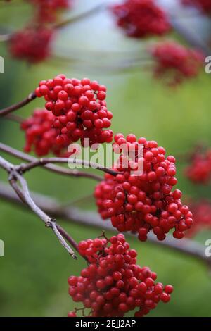 A brush of red elderberry with small deep red berries close-up against a background of green foliage in forest. Sambucus racemosa or red elderberry. Stock Photo