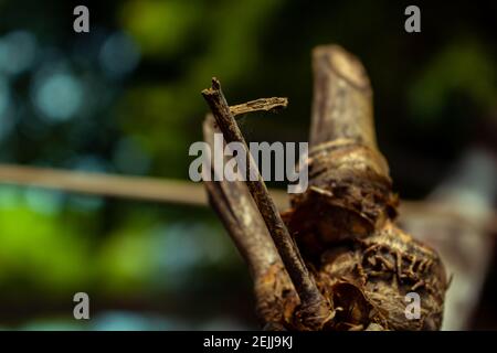 Close-up image of the bamboo knot. It can be used as a background image. Stock Photo