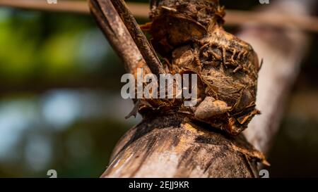Close-up image of the bamboo knot. It can be used as a background image. Stock Photo
