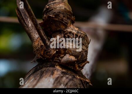 Close-up image of the bamboo knot. It can be used as a background image. Stock Photo