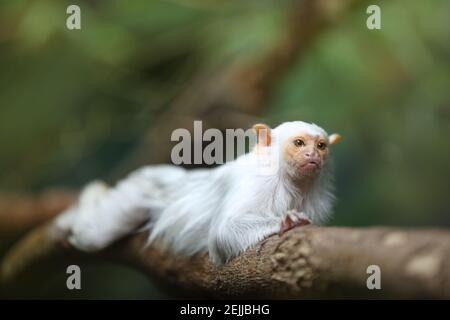 Small, rare rain forest monkey with silvery-white fur, lying on a branch against blurred green background. Direct view. Silvery marmoset, Mico argenta Stock Photo