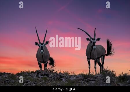 African wildlife. Two large antelopes with spectacular horns, Gemsbok, Oryx gazella, standing on the ridge of the valley against dramatic, red sunset, Stock Photo