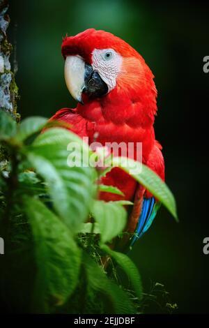 Vertical portrait of red Ara parrot, Scarlet Macaw, staring at camera against dark green background.  Wild animal, Costa Rica, Central America.