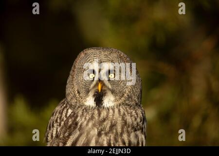 Portrait of Great grey owl, Strix nebulosa, with yellow eyes. Wildlife scene from Finland Stock Photo