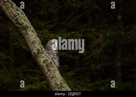 Majestic bird of prey, Great grey owl, Strix nebulosa perched on tree trunk in autumn forest Stock Photo