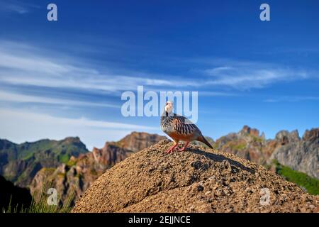 Madeira wildlife. Red-legged partridge, Alectoris rufa. Close up, wild bird standing on the top of orange boulder rock against steep mountains and blu Stock Photo