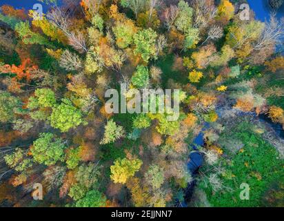 Aerial, vertical shot of a colorful autumn lowland forest. Orange, yellow and green trees. Autumn in  Czech Republic. Stock Photo