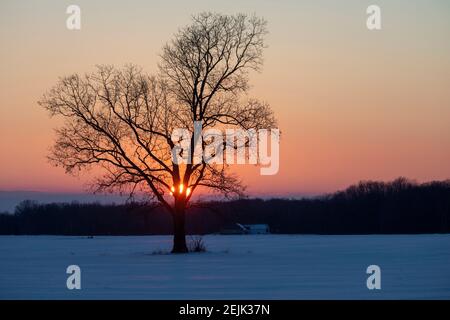 Emmett, Michigan - Sunset over a snowy field and a lone tree on a Michigan farm. Stock Photo