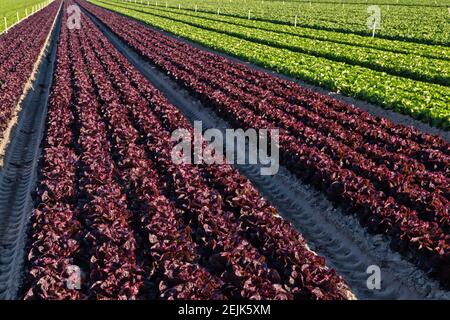 Organic Red Leaf & Butterhead (green)  lettuce  'Lactuca sativa',  maturing field,  converging rows. Stock Photo