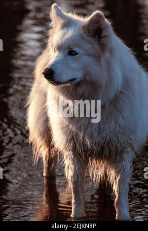 a white husky dog stands in the melted snow water Stock Photo