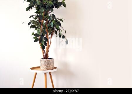 White empty room with indoor green plant in woven basket near blank wall, scandinavian style, retro modern interior with copy space background Stock Photo