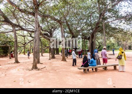 People resting under a huge Banyan / Ficus benghalensis tree in Auroville, Pondicherry, Tamil Nadu, India Stock Photo