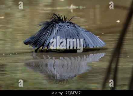 Black Heron (Egretta ardesiaca) adult, fishing in pool, using wings  'umbrella' to shade water, Okavango Delta, Botswana - SuperStock