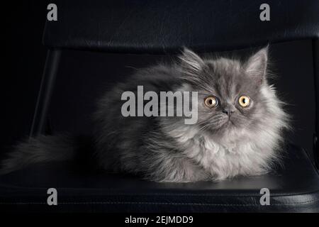 Beautiful long haired grey kitten. Stock Photo