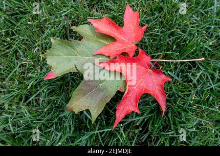 Two decomposing maple leaves on grass Stock Photo