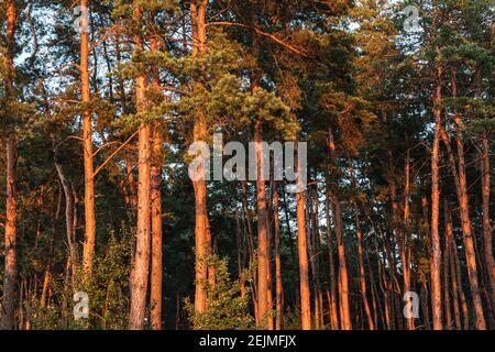 Trunks of pines in nature forest landscape at sunset. Pine tree mystical woodland Natural color of nature. Stock Photo