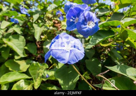 Ipomoea tricolor or Mexican morning glory or Morning glory Stock Photo