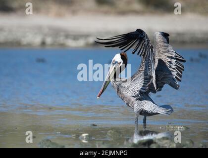 Brown Pelican (Pelecanus occidentalis) flies above the Malibu Lagoon SB, Malibu, CA. Stock Photo