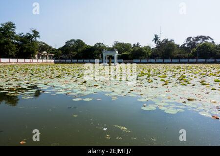 Temple pond filled with Lotus leaves Stock Photo