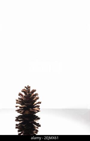 Close up of a evergreen pine cone isolated on white background and reflective surface Stock Photo
