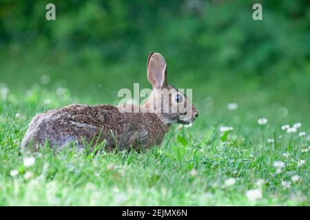 bunny rabbit in the field feeding on wild clover Stock Photo