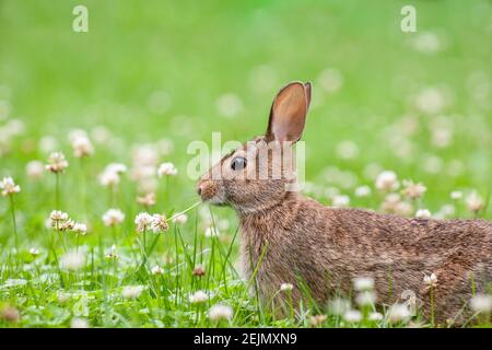 Cute little bunny rabbit sitting in the field and eating wild clover Stock Photo