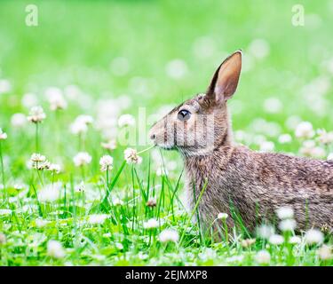 Cute little bunny rabbit sitting in the field and eating wild clover Stock Photo