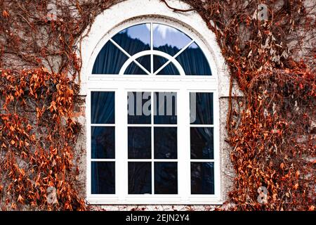 A window with a round arch in a building made of brick wall around the window is a dense dried ivy, or curly ivy, lat. Hedera helix Stock Photo